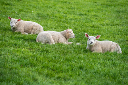 有趣的 夏天 羊毛 农业 动物 夫妇 羔羊 新的 围场 牲畜