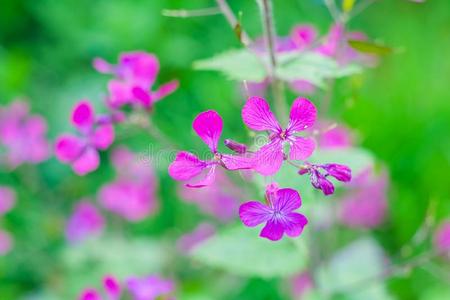 草地 美丽的 开花 粉红色 植物学 颜色 领域 自然 明信片