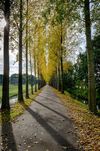 颜色 场景 自然 分支 风景 荷兰 森林 季节 阳光 行走