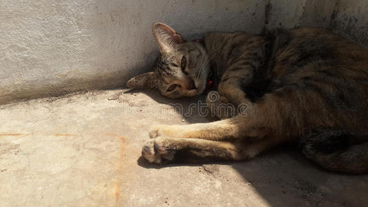 可爱的 猫咪 血统 生姜 动物 纯种 家庭 肖像 繁殖 猫科动物