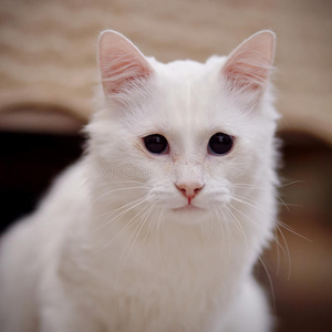 美女 基蒂 猫科动物 友谊 好奇心 小猫 物体 耳朵 自然