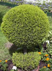 球状装饰绿色灌木照片