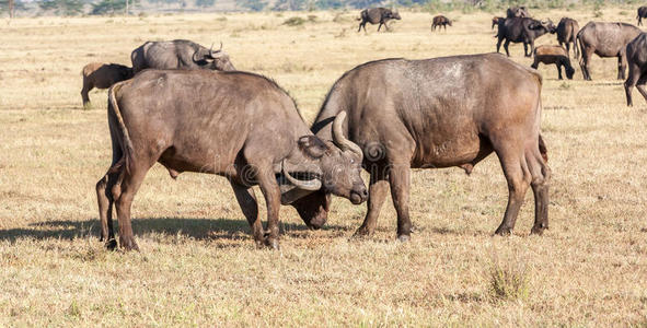 非洲 公园 哺乳动物 卡弗 喇叭 危险 重新 水牛 奶牛