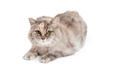国内中毛混合品种托蒂猫