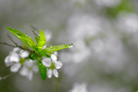 纯洁 生长 春天 美女 自然 植物 花园 颜色 美丽的 花的