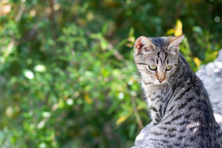 花园里的小猫