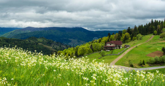 云杉 风景 旅行 野花 山谷 斜坡 旅游业 草地 自然 松木