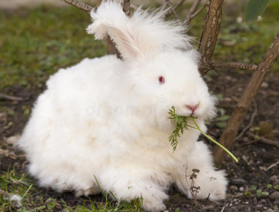 毛茸茸的兔子图片
