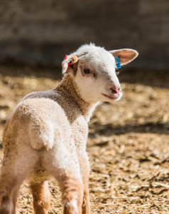 母羊 猛撞 自然 羔羊 牲畜 大牧场 动物 生产 羊肉 面对
