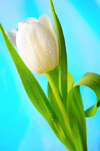 夏天 郁金香 自然 花束 花的 露水 颜色 美女 演播室