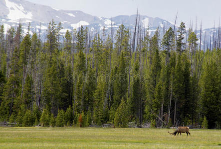 公牛麋鹿在松树和白雪覆盖的山脉下面放牧一片田野。