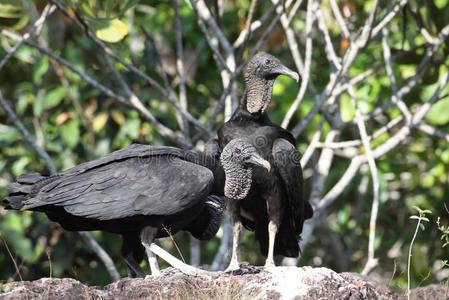 瓜维亚雷省的黑秃鹫