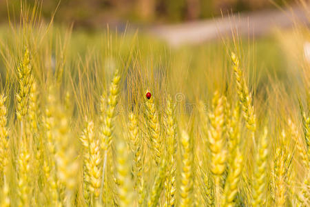 大麦田里的金甲虫