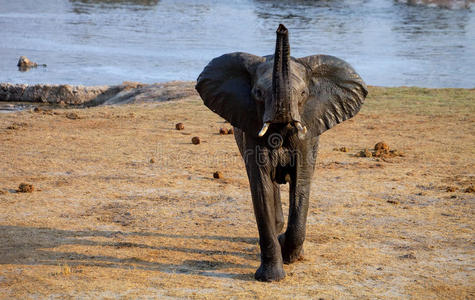 树干 津巴布韦 非洲人 野生动物 自然 公牛 厚皮动物 万吉