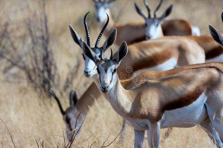 纳米比亚 反作用力 公园 成人 野生动物 有袋动物 非洲