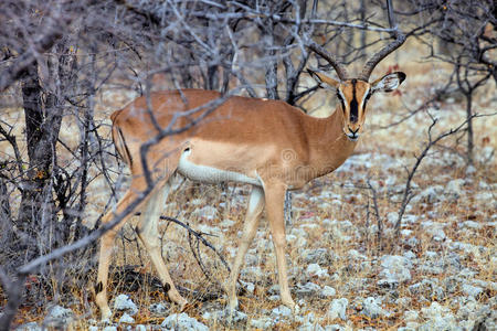 荒野 自然 非洲 野生动物 面对 彼得西 国家的 公园 纳米比亚