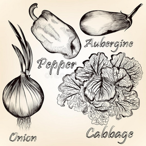 收集矢量手绘蔬菜进行设计