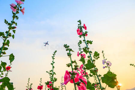 盛开 开花 花园 花瓣 树叶 蜀葵 植物区系 生态学 成长