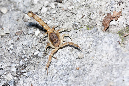 眼睛 无脊椎动物 狩猎 害怕 蝎子 猎物 保护 生物 危险