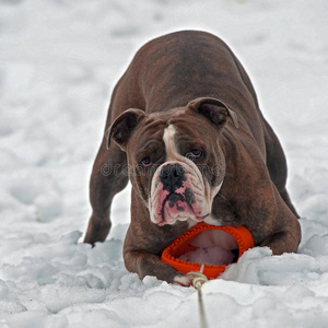 斗牛犬在雪地里用玩具守卫