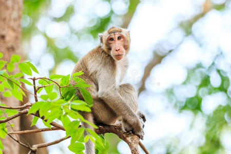 猴子腿图片