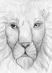 狮子 照片 插图 铅笔 动物 图画 国王 野兽 艺术 猫科动物