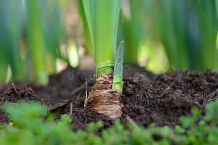 绿色的年轻郁金香植物，土壤中有鳞茎