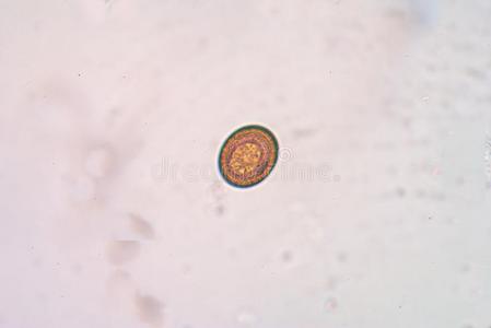 显微镜 微生物学 医院 动物 鸡蛋 帮助 显微照片 医学