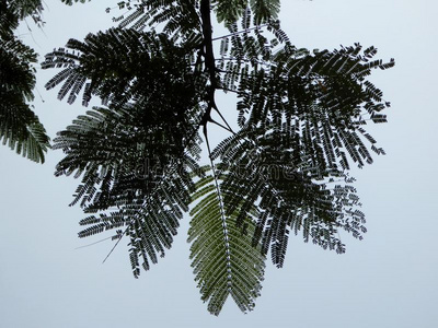 越南热带树状蕨类植物