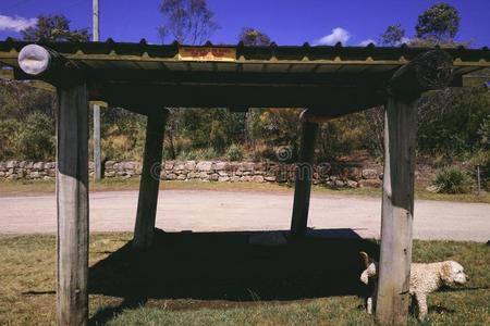 狗尿在木制遮阳棚休息区的柱子上