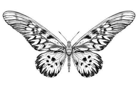 蝴蝶素描线稿蝴蝶的详细写实素描照片