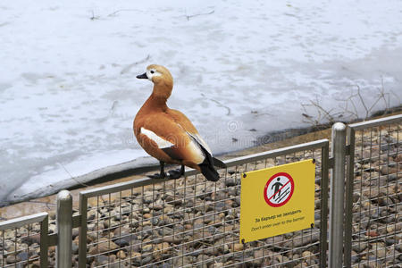 篱笆 警告 自然 旅游业 春天 旅行 动物园 动物 莫斯科
