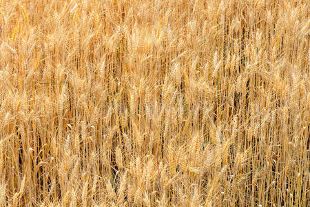 田里的大麦