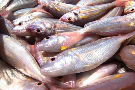 翅丝生产商鱼,鱼尾鱼照片