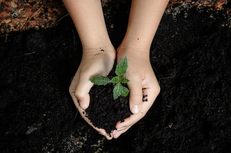 生态学 土壤 生长 植物 污垢 地球 新的 种植 自然 小孩