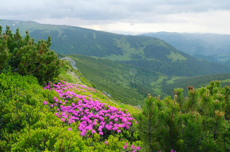 夏季花卉景观