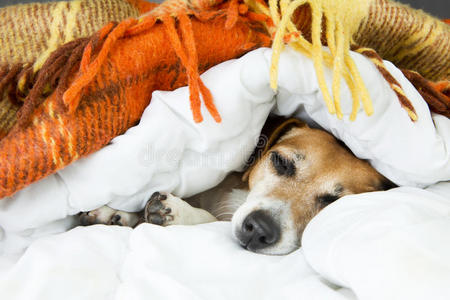 可爱的狗从柔软温暖的毯子下面偷看。