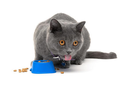 灰色的猫在白色的背景上吃碗里的食物