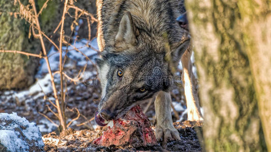 杀死 低的 哺乳动物 森林 动物 吞食 斯堪的纳维亚语 危险的