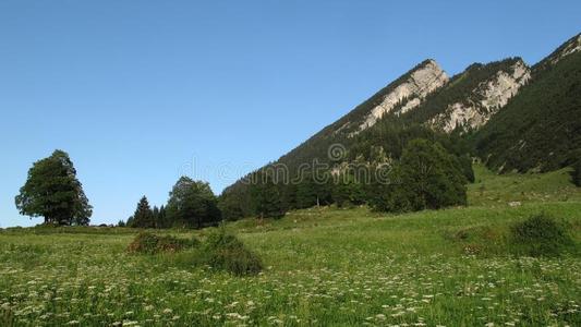 绿色的草地和山峰