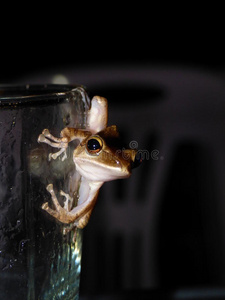 自然 青蛙 瓶子 气候 物体 两栖动物 动物 玻璃
