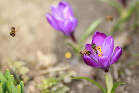 番红花和蜜蜂