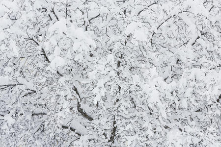 寒冷的 下雪 植物 天气 季节 分支 覆盖 自然 包裹 冬天