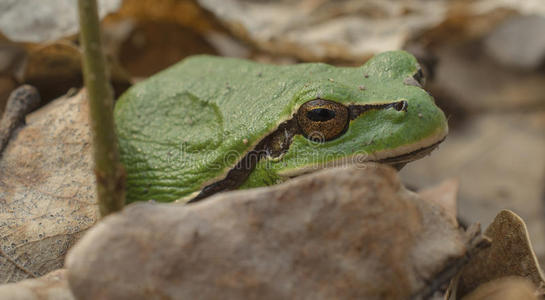 绿色的春天青蛙
