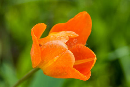 领域 春天 季节 开花 自然 夏天 盛开 郁金香 花园 乡村