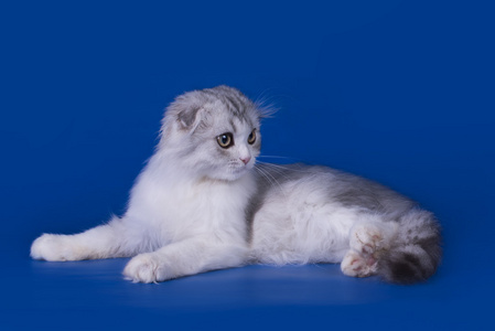 蓝色背景上孤立的苏格兰折耳猫猫照片
