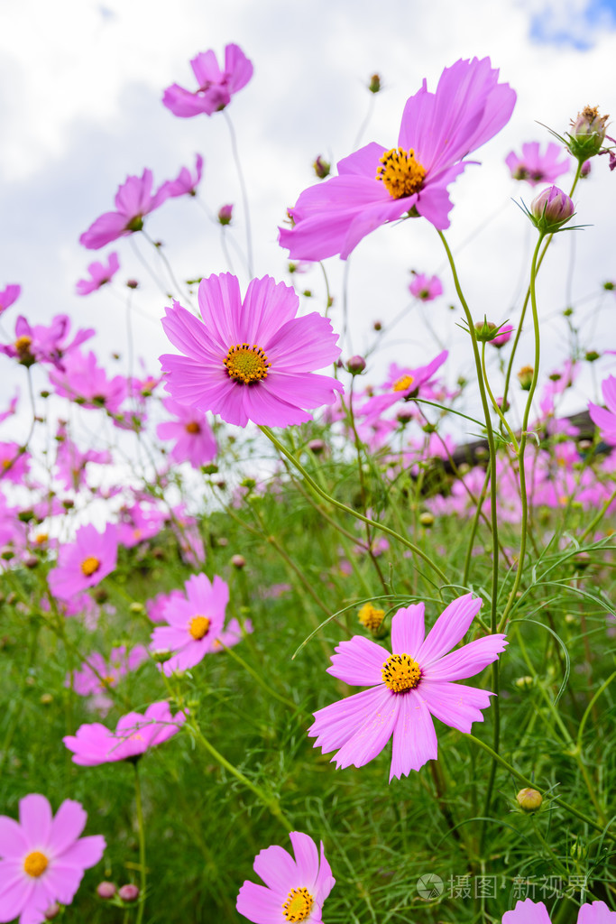 天空下的雏菊花
