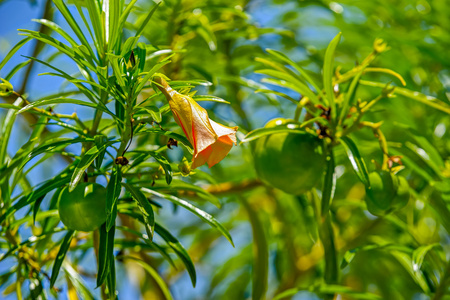 黄花幸运豆和小号花图片