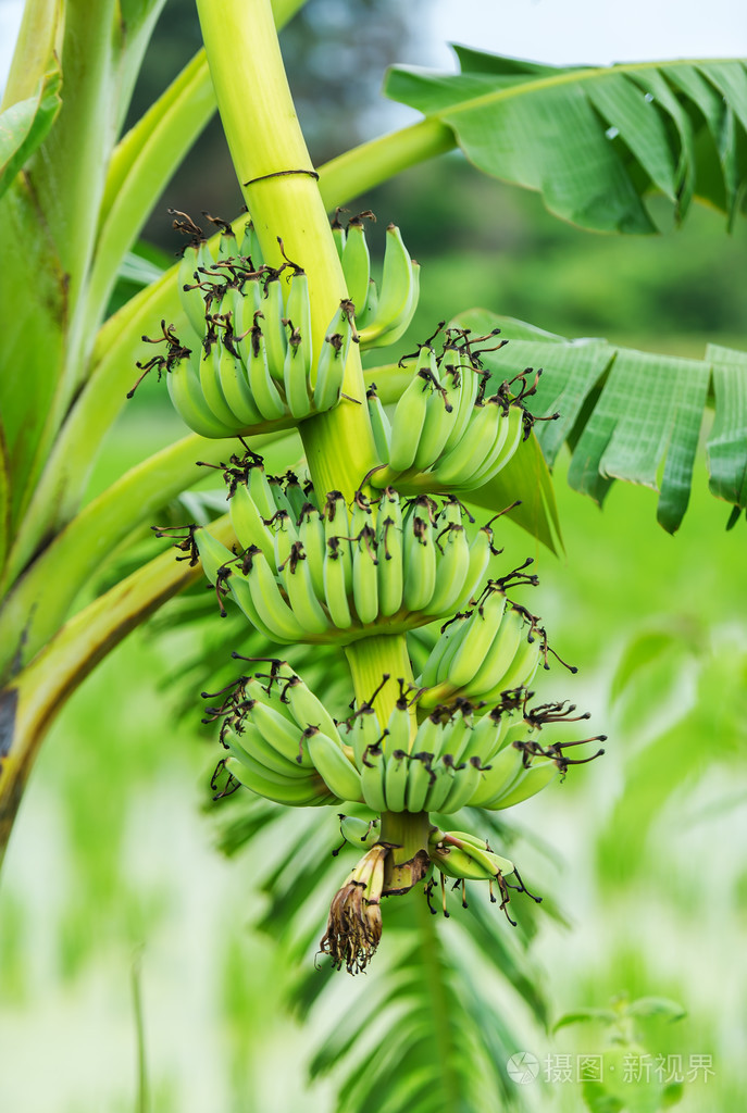 一棵树上的绿色香蕉