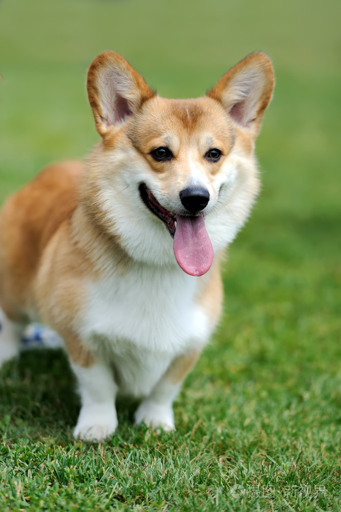 威尔士柯基犬图片狗